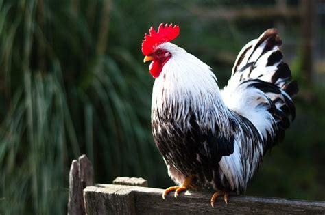 rooster übersetzung|rooster meaning french.